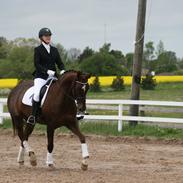 Dansk Varmblod Chanell RDH hoppe