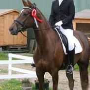 Dansk Varmblod Chanell RDH hoppe