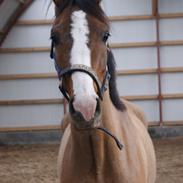 Anden særlig race Hedegårdens Sirocco