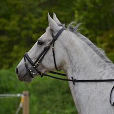 Dansk Varmblod Vedhaugegårds Moonshine