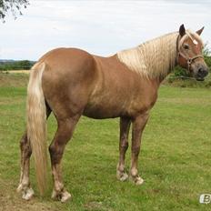 Tyroler Haflinger Nam nam