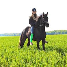 Welsh Partbred (Sec F) Laibeks Fulton