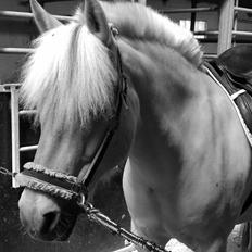 Fjordhest Granlys Amarillo 