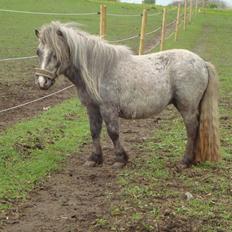 Shetlænder Silke