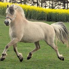 Fjordhest » Lykke Kyra <3 «