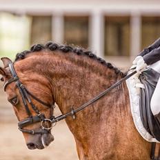 New Forest Houmarks Arcibald