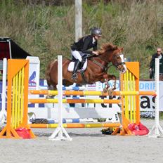 DSP Aagaards Beauty *B-pony* SOLGT 