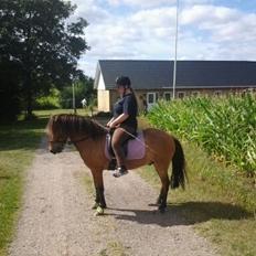 Islænder Andi Fra Laven Mark