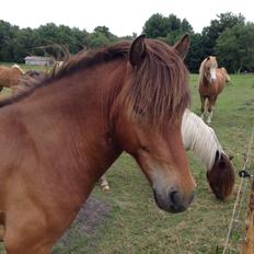Islænder Andi Fra Laven Mark