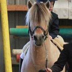 Fjordhest GRANIT HALSNÆS