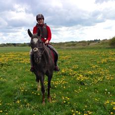 Knabstrupper Antoli´s Lynet