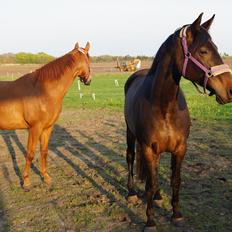 Dansk Varmblod Sunshine cheri af temptation