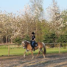 Haflinger Luna