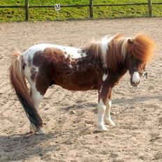 Anden særlig race Vladimir