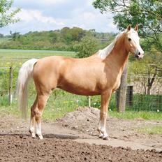 Palomino Monza's Touché