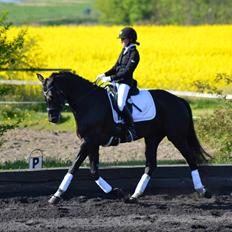 Dansk Varmblod Runehøjs Damsel