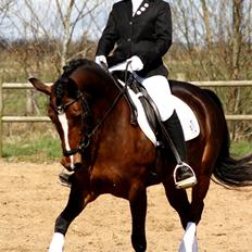 Welsh Partbred (Sec F) Miss Daisy (SOLGT)