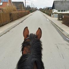 Dansk Varmblod Lucy Ask