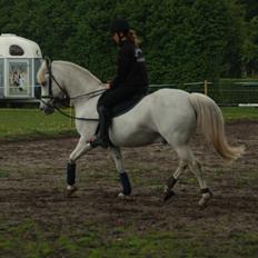 Anden særlig race Silver Dream (Charmør)