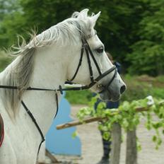 Shagya Araber (SH) Óbajan