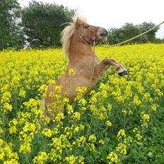 Shetlænder Bøgeskovs Walentino