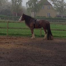 Tinker Dreamhorse's Dunflaith