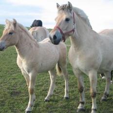Fjordhest Tronkærs Pegasus