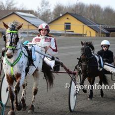 Knabstrupper arion