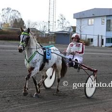 Knabstrupper arion