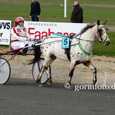 Knabstrupper arion