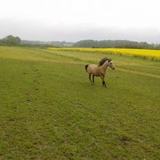 Welsh Pony af Cob-type (sec C) Shamrocklake Champion Of Love