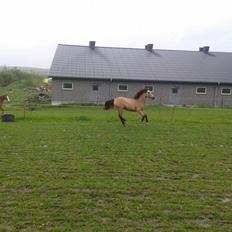 Welsh Pony af Cob-type (sec C) Shamrocklake Champion Of Love