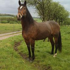 Dansk Varmblod Bakkegaarden's jasmin