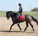 Hollandsk Varmblod Ukki Louwra B-pony
