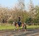 Haflinger Luna