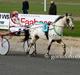 Knabstrupper arion
