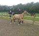 Welsh Pony af Cob-type (sec C) Shamrocklake Champion Of Love