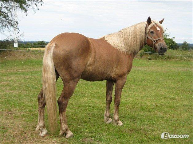 Tyroler Haflinger Nam nam billede 2