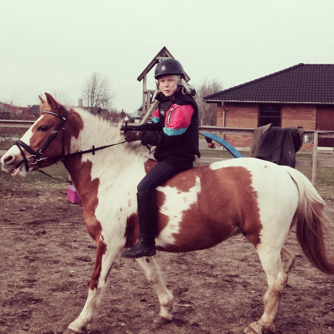 Anden særlig race Mille billede 1