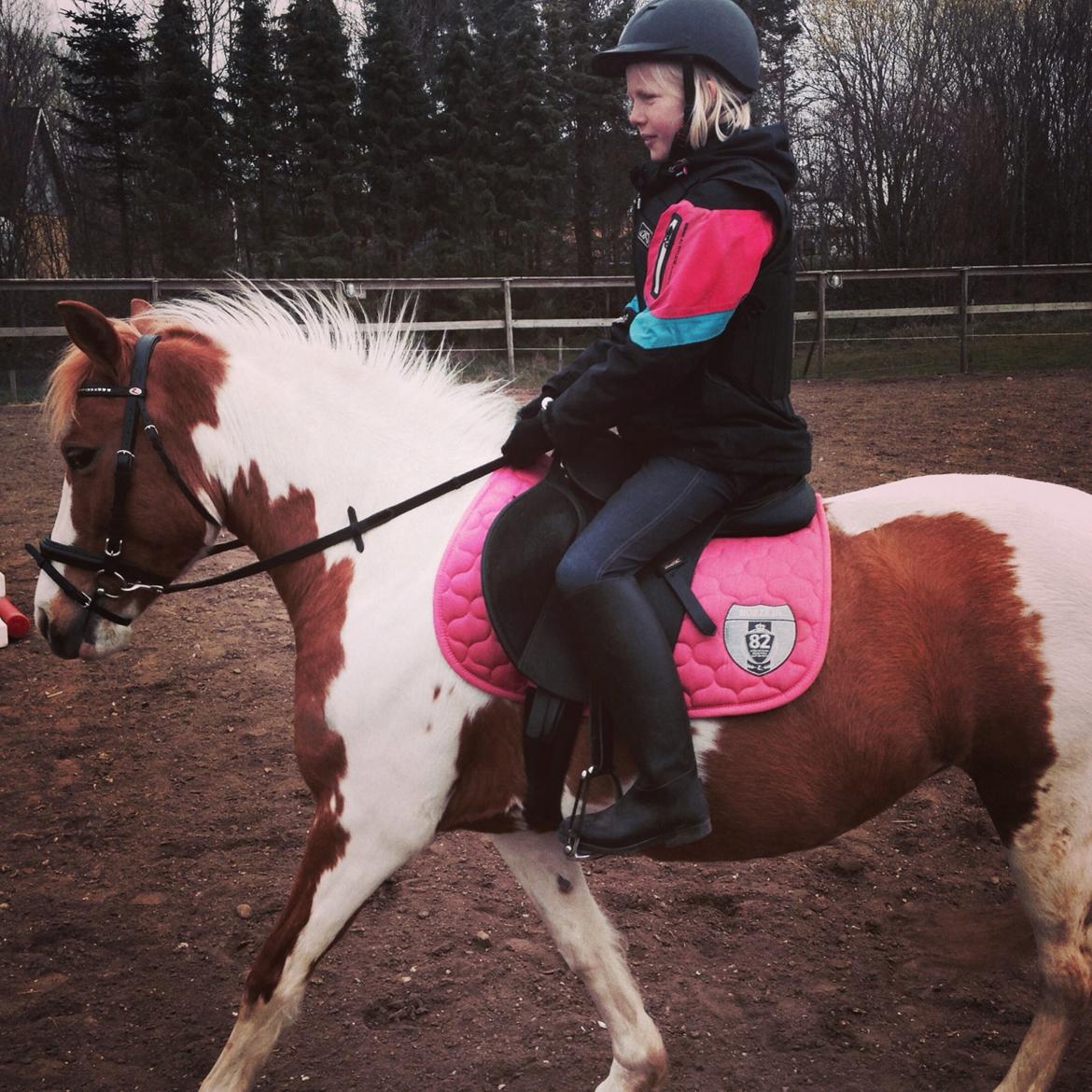 Anden særlig race Mille billede 2