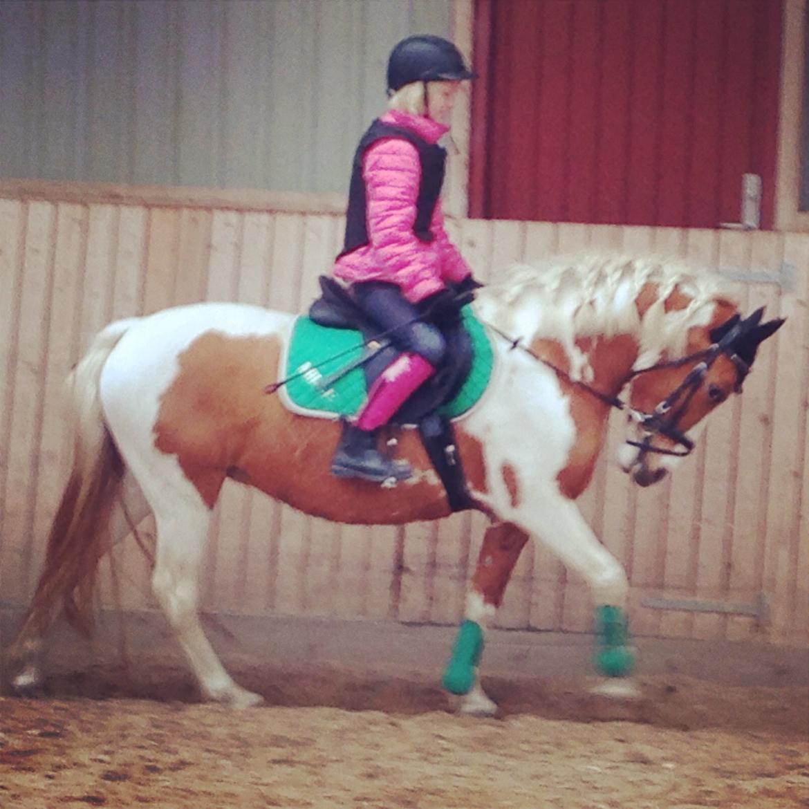 Anden særlig race Mille billede 4