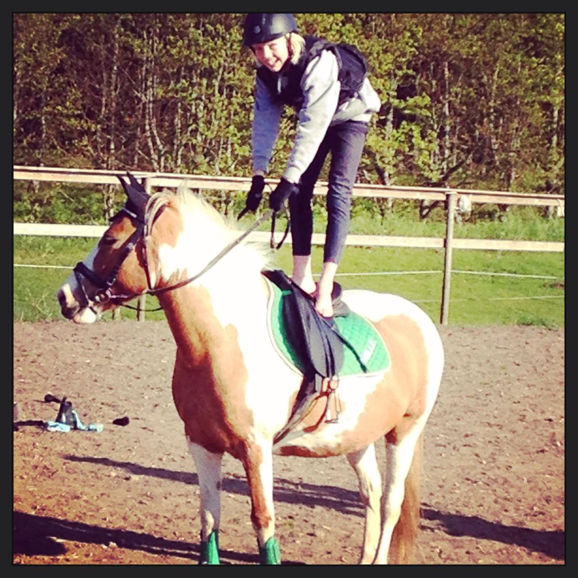 Anden særlig race Mille billede 5