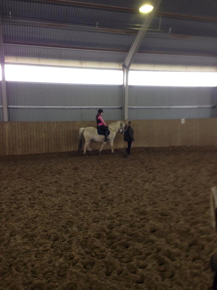 Fjordhest Bjørk Bindernæs (Følle) [Elevhest] billede 10