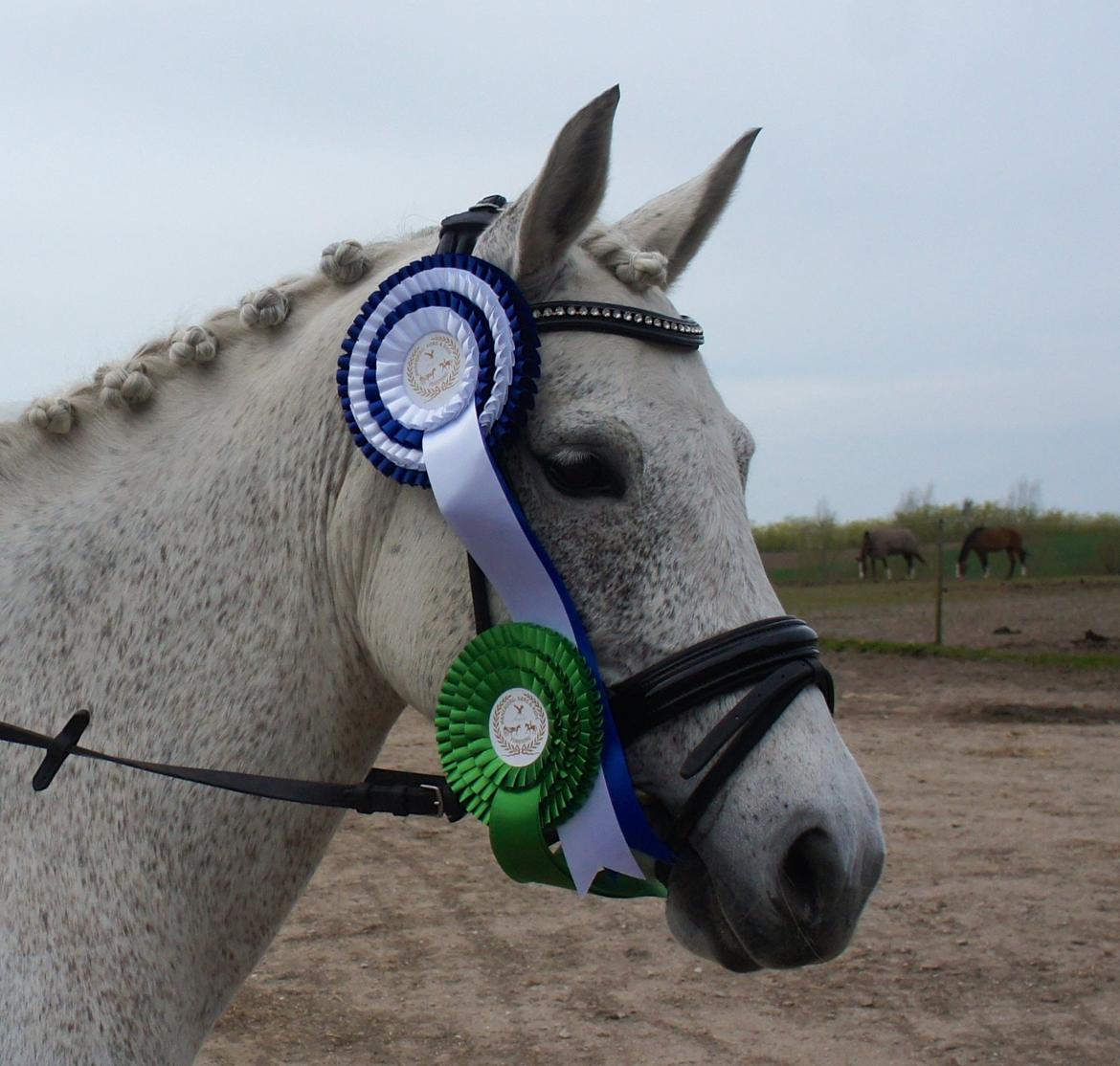 Anden særlig race Misti <3 - Smukke Misti <3 Til dressurstævne hos ØKR, 17/4-14 billede 2