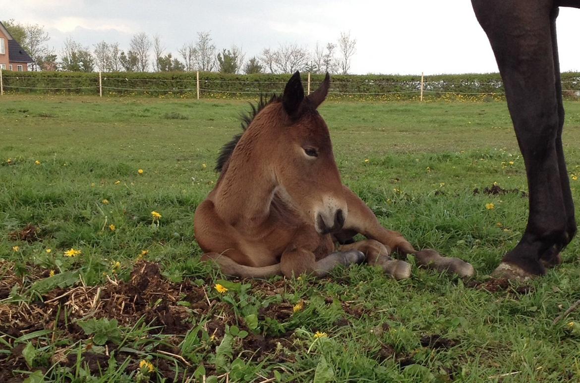 Oldenborg del quinto  billede 2