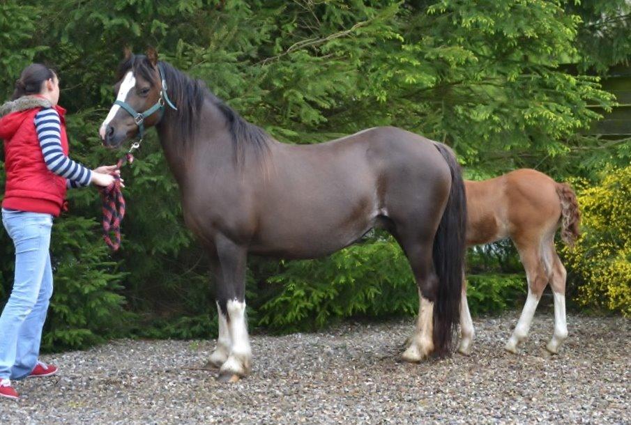 Welsh Pony af Cob-type (sec C) Maesllwch Lilibet - Maj 2014 Med sit hoppe føl i baggrunden billede 14