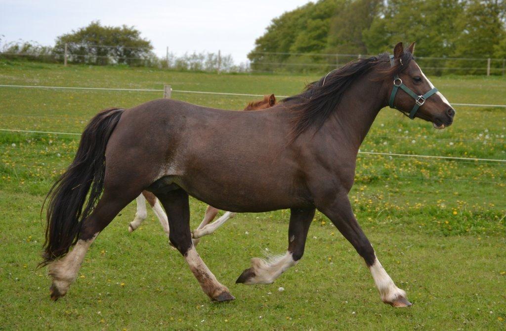 Welsh Pony af Cob-type (sec C) Maesllwch Lilibet - April/maj 2014 billede 15