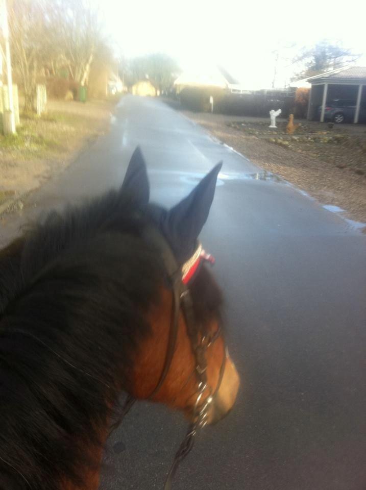 Welsh Cob (sec D) Muskas billede 5