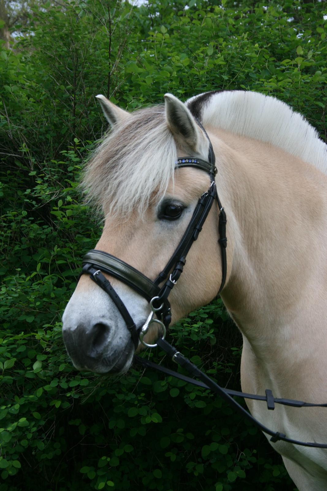 Fjordhest Højgaards Induc billede 1