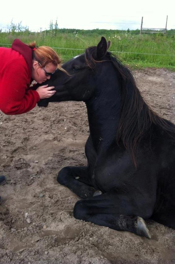 Knabstrupper Lerkenfeldgaards High Five (solgt) billede 3